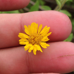 Heterotheca camporum