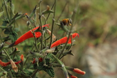Salvia haenkei