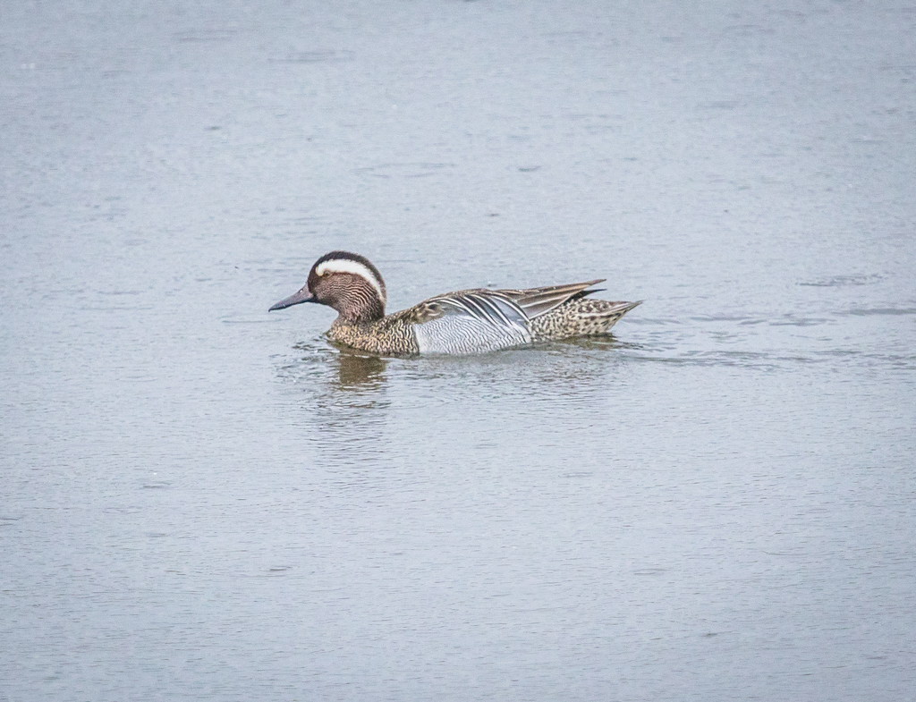 Garganey from Brandon Marsh Nature Centre, Brandon Lane, Coventry CV3 3GW, UK on May 01, 2019 at