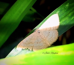 Scopula subpunctaria