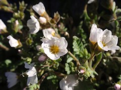 Polemonium pulcherrimum shastense
