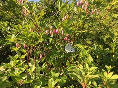 Pieris nesis