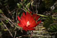 Corryocactus erectus