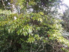 Elaeocarpus japonicus