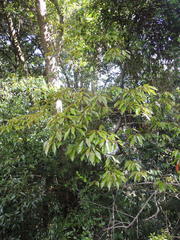 Elaeocarpus japonicus