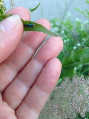 Malachius bipustulatus