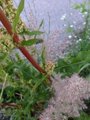Malachius bipustulatus