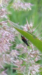 Malachius bipustulatus