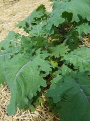 Brassica oleracea acephala