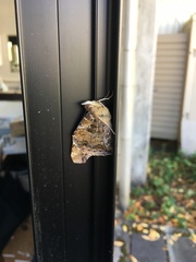 Vanessa indica indica