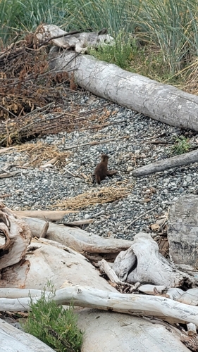 American Mink