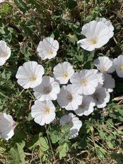 Calystegia subacaulis
