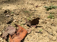 Libythea lepita celtoides