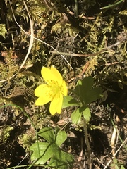 Anemonastrum richardsonii
