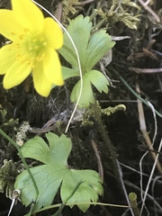 Anemonastrum richardsonii