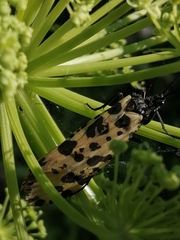 Semblis phalaenoides