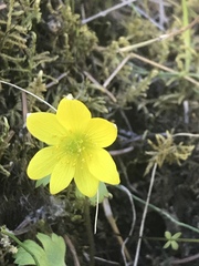 Anemonastrum richardsonii