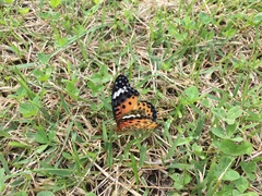 Argynnis hyperbius hyperbius