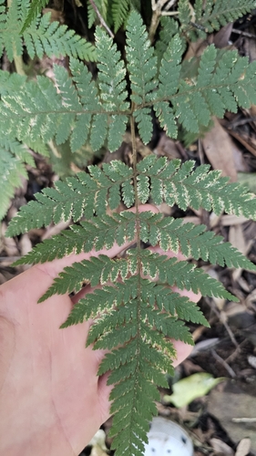 Image of Lastreopsis velutina by no rights reserved