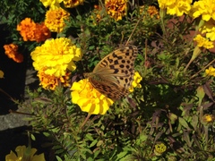 Argynnis