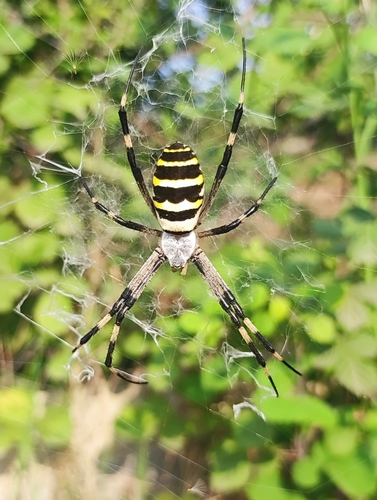 Wasp Spider