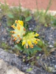Anthyllis vulneraria