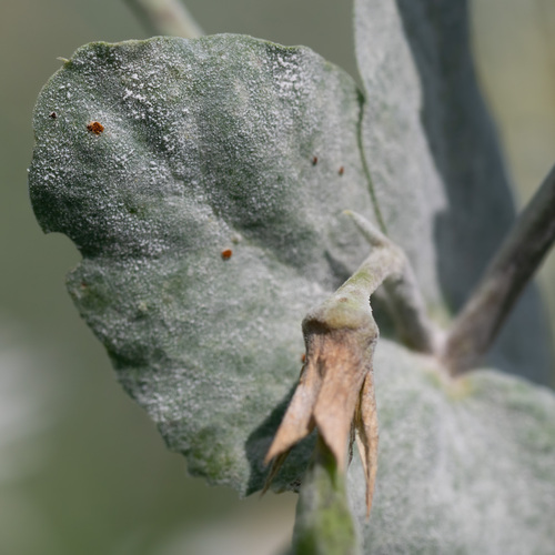 Pea Powdery Mildew