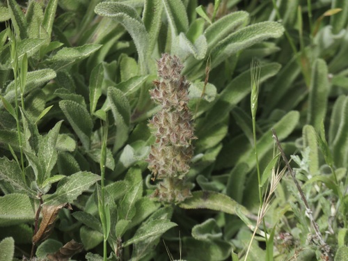 Image of Salvia sonomensis by no rights reserved