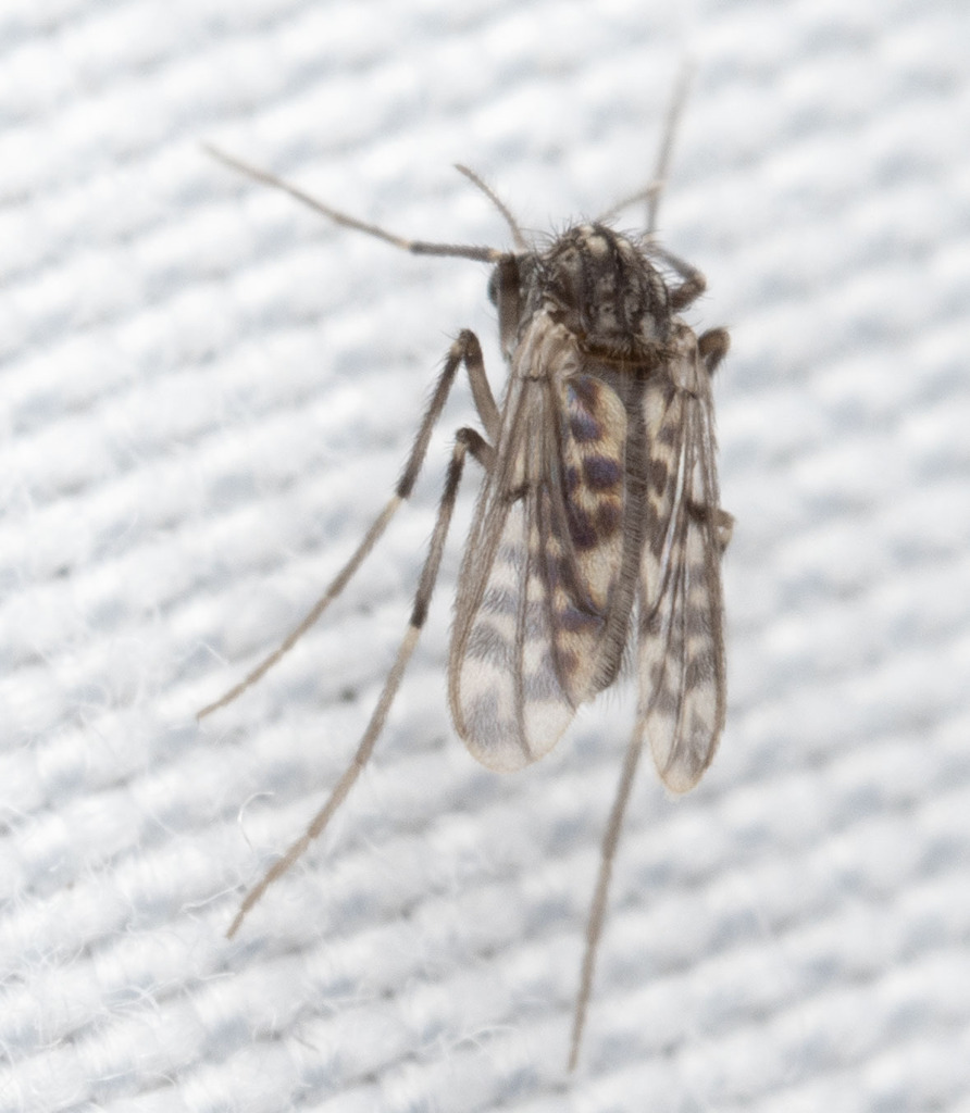 Guttipelopia guttipennis