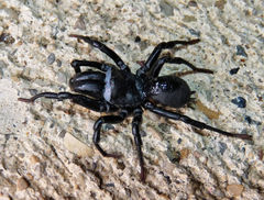 Sphodros niger