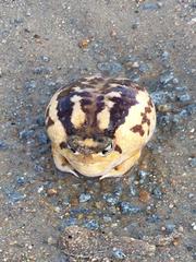 Breviceps namaquensis