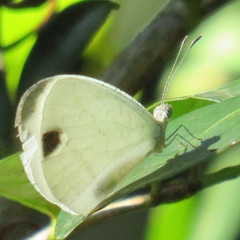 Leptosia alcesta inalcesta