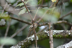 Picumnus olivaceus