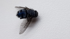 Calliphora