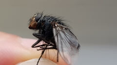 Calliphora