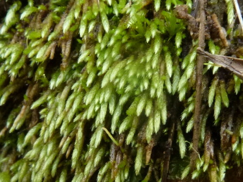 Bryum lanatum