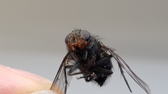 Calliphora