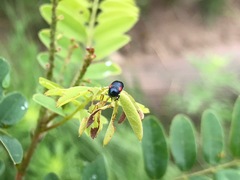 Saxinis saucia