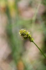 Carex harfordii