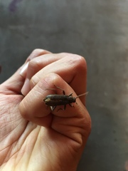 Trichoferus campestris