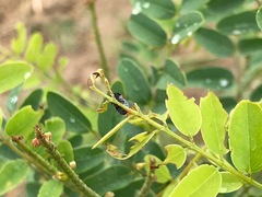 Saxinis saucia