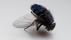 Calliphora