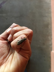 Trichoferus campestris