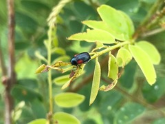 Saxinis saucia