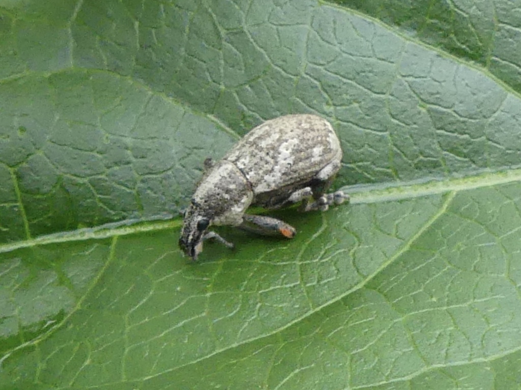 Imbricated Snout Beetle