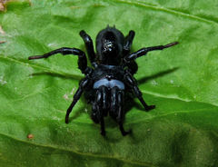 Sphodros niger