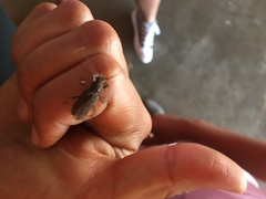 Trichoferus campestris