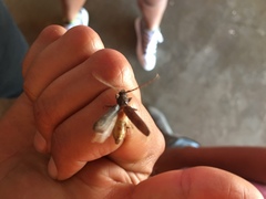 Trichoferus campestris