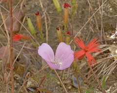 Clarkia bottae