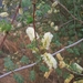 Acacia hamulosa